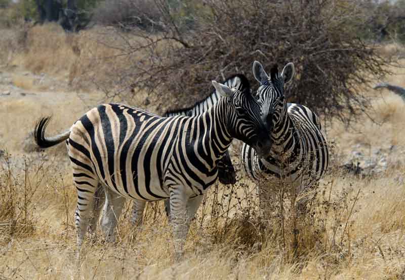 157 - Namibia - cebras - parque nacional de Etosha